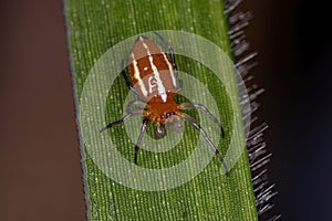 Adult Typical Orbweaver Spider