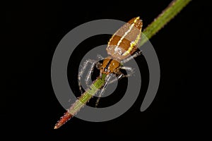 Adult Typical Orbweaver Spider