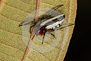 Adult Typical Orbweaver Spider