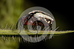 Adult Typical Orbweaver Spider