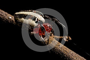 Adult Typical Orbweaver Spider