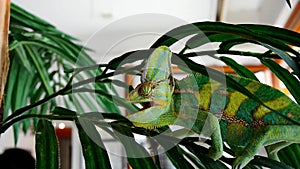 Adult veiled chameleon Chamaeleo calyptratus turning his eyes and opening mouth on houseplant