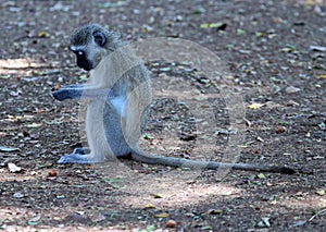 An adult Vervet Monkey inspecting leaves photo