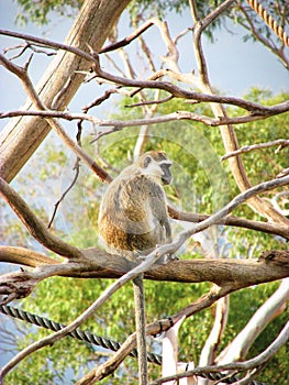 An adult Vervet monkey sits on a tree