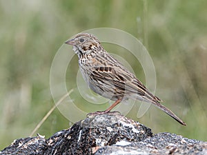 Adult Vesper Sparrow photo