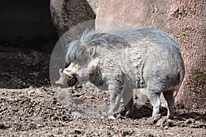 Visayan warty pig photo