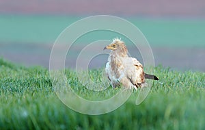 adult vulture perched on green field photo