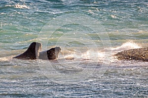 Adult walrus off Devon Island, Nunavut, Canada