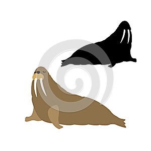 Adult walrus vector black silhouette set