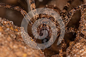 Adult Wandering Spider