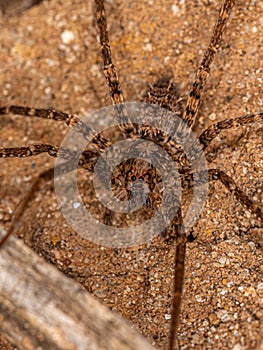 Adult Wandering Spider