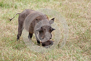 Adult Warthog_7407