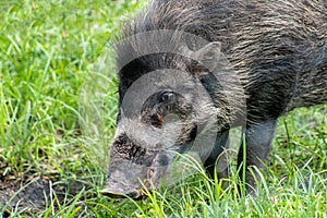 Adult warty pig