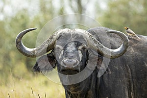 Adult water buffalo close up on head looking straight into camera in Masai Mara Kenya