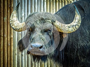 Adult water buffalo