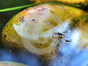 Adult water strider Aquarius remigis in a garden pond