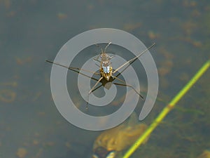 Adult water strider Aquarius remigis in a garden pond