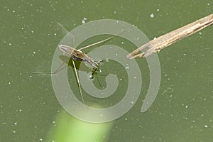 Adult water strider Aquarius remigis in a garden pond