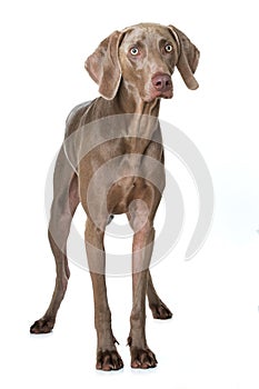 Adult weimaraner dog standing on white background