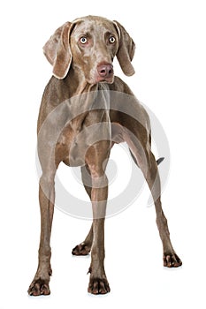 Adult weimaraner dog standing on white background