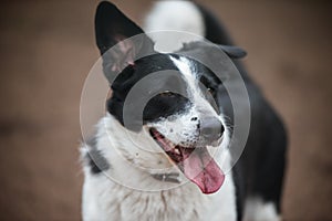 Adult welsh corgi cardigan posing. Oldness and health