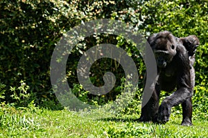 An adult Western Lowland Gorilla with her baby at Bristol Zoo, UK.