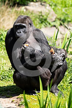 An adult Western Lowland Gorilla with her baby at Bristol Zoo, UK.