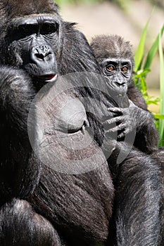 An adult Western Lowland Gorilla with her baby at Bristol Zoo, UK.