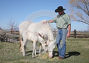 Adult western man with white horse and foal