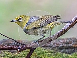 Adult Wet Looking Silvereye