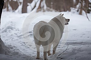 adult white Akita Inu dog stands in the winter forest