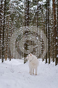 adult white Akita Inu dog stands in a winter pine forest