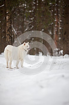 adult white Akita Inu dog stands in a winter pine forest