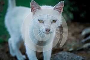 Adult white cat in the park