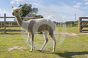 Adult white-coated alpaca like a llama in a farmhouse. Beautiful summer day in the countryside with huacaya alpaca