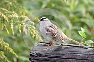 Adult White-crowned Sparrow photo