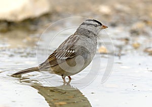 Adult white-crowned sparrow in a pool at the La Lomita Bird and Wildlife Photography Ranch in Texas.