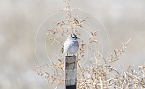 Adult White-crowned Sparrow Zonotrichia leucophrys Perched on Iron Post