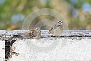 An adult white-crowned sparrow (Zonotrichia leucophrys) resting with its young.