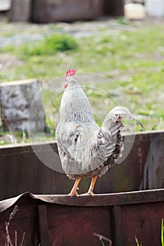Adult white full grown rooster standing on