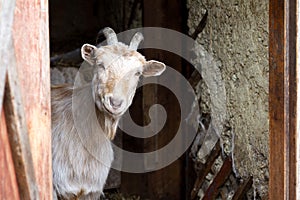 Adult white goat with twisted horns looks out of the doors of the barn, life on the farm