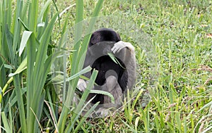 Adult white handed gibbon