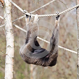 Adult white handed gibbon