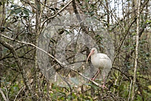 Adult White Ibis perched on tree branch in the Florida Everglades