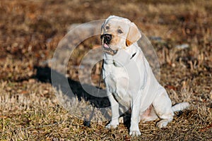 Adult White Labrador Dog Outdoors in Park. Autumn