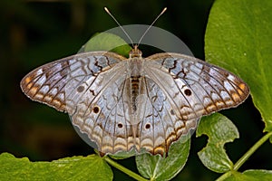 Adult White Peacock Moth