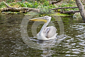 An adult white pelican chick floating in the water, yellow beak.