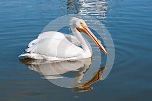 Adult White Pelican swimming in a harbor