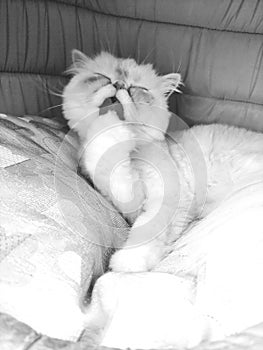 adult white persian cat in black and white licking its paw, taking a bath