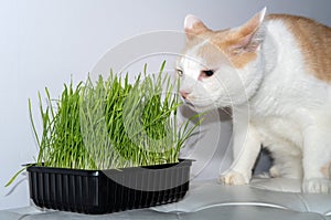 An adult white-red cat eats sprouted oats. Growing vitamins for pets concept